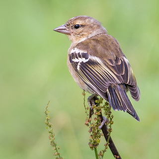 Azores Chaffinch